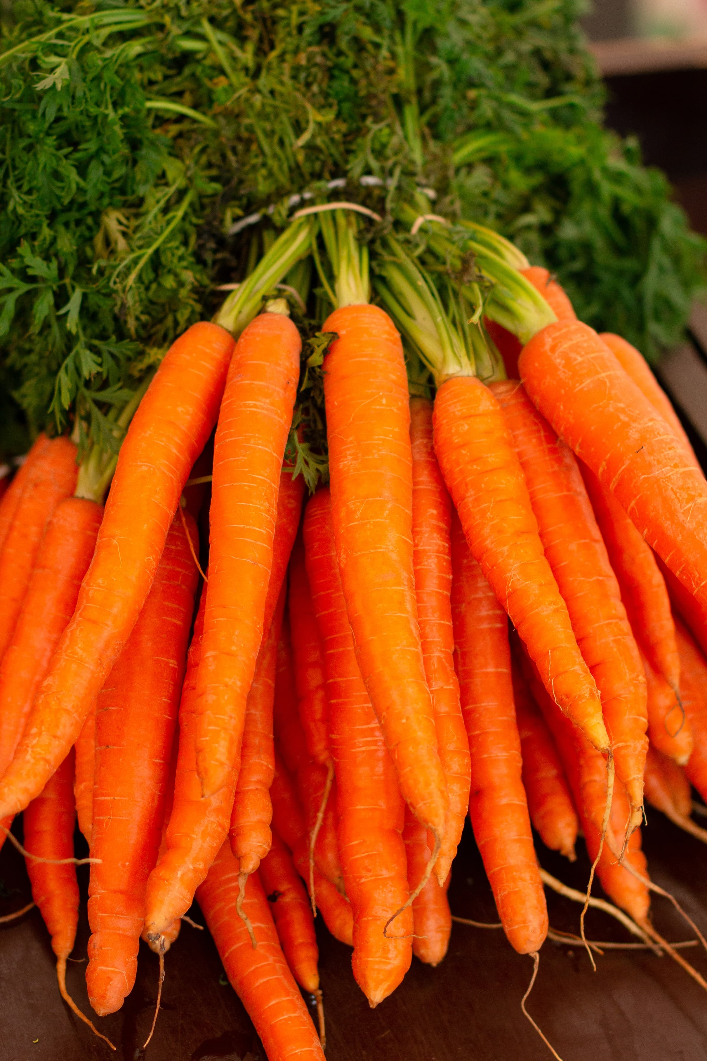 Cultiver les Carottes en Maraîchage Sol Vivant : Guide Pratique