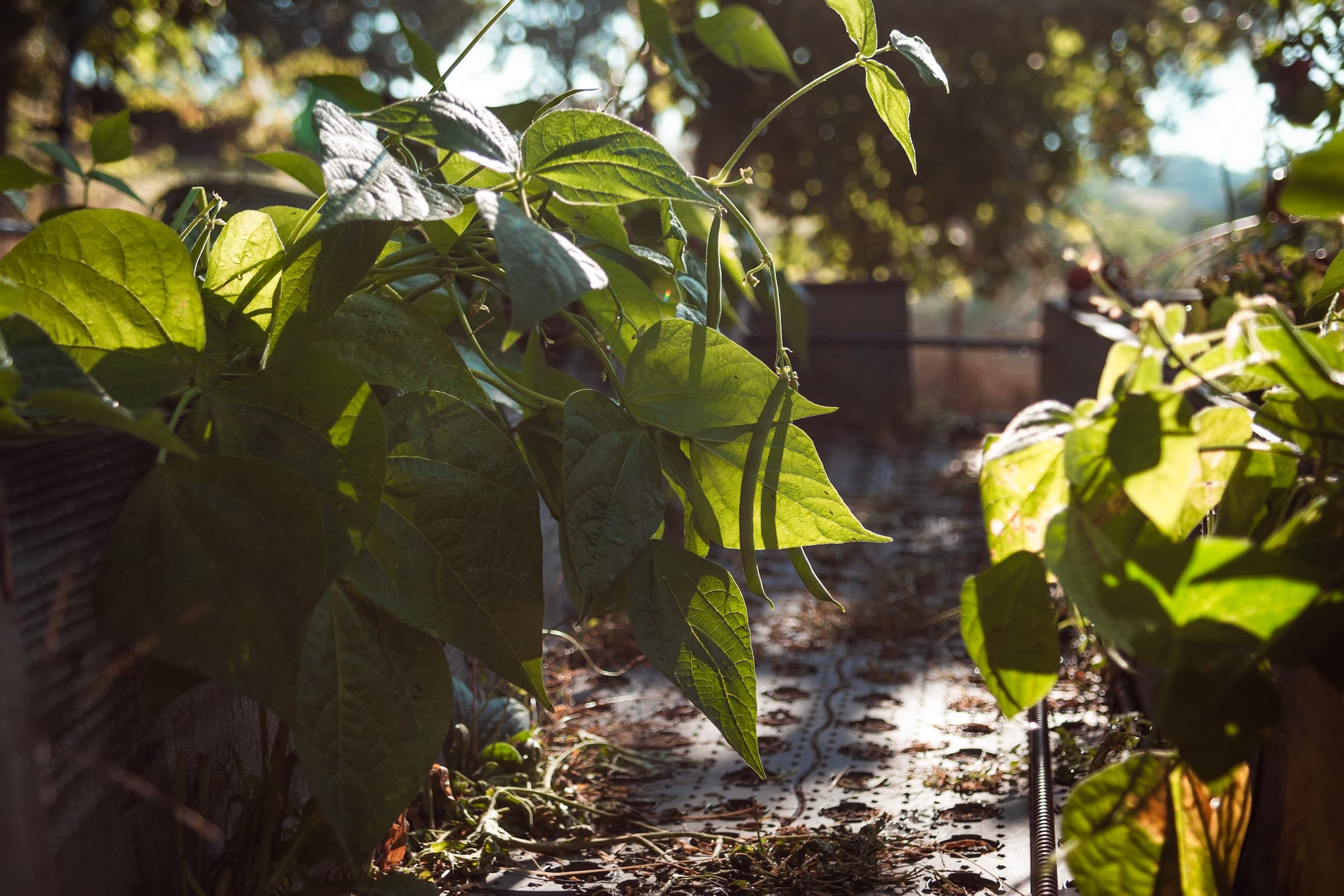 Cultiver les Haricots Verts en Maraîchage Sol Vivant : Techniques et Conseils