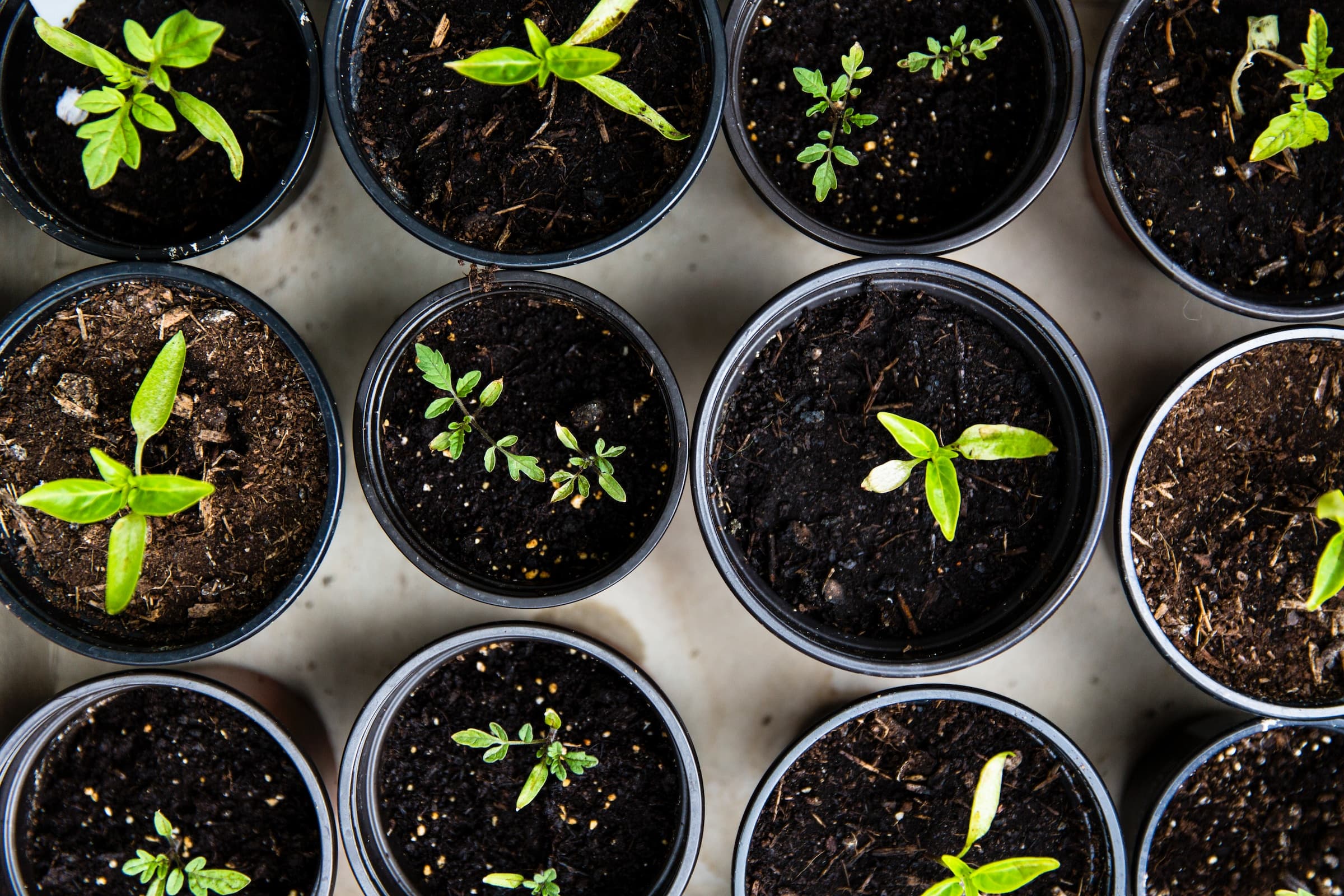 Révolutionnez votre Maraîchage avec le Sol Vivant : Techniques et Astuces 🌱